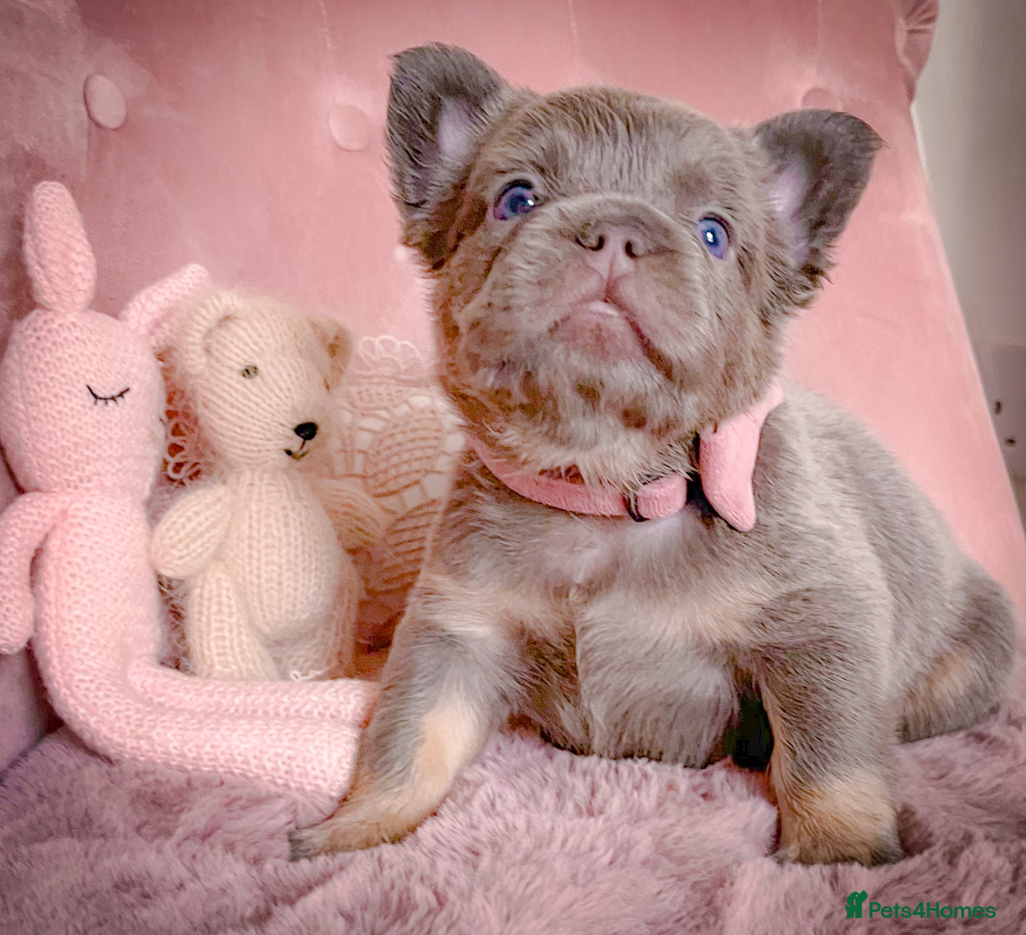 French Bulldog dogs 💞BEAUTIFUL PUPPIES💞 - Advert 16