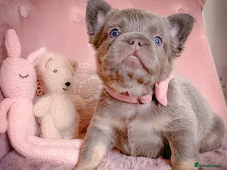 French Bulldog dogs 💞BEAUTIFUL PUPPIES💞 - Advert 16