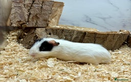 Guinea Pig rodents for sale: Lots of Baby Guinea Pigs for sale - Image 19