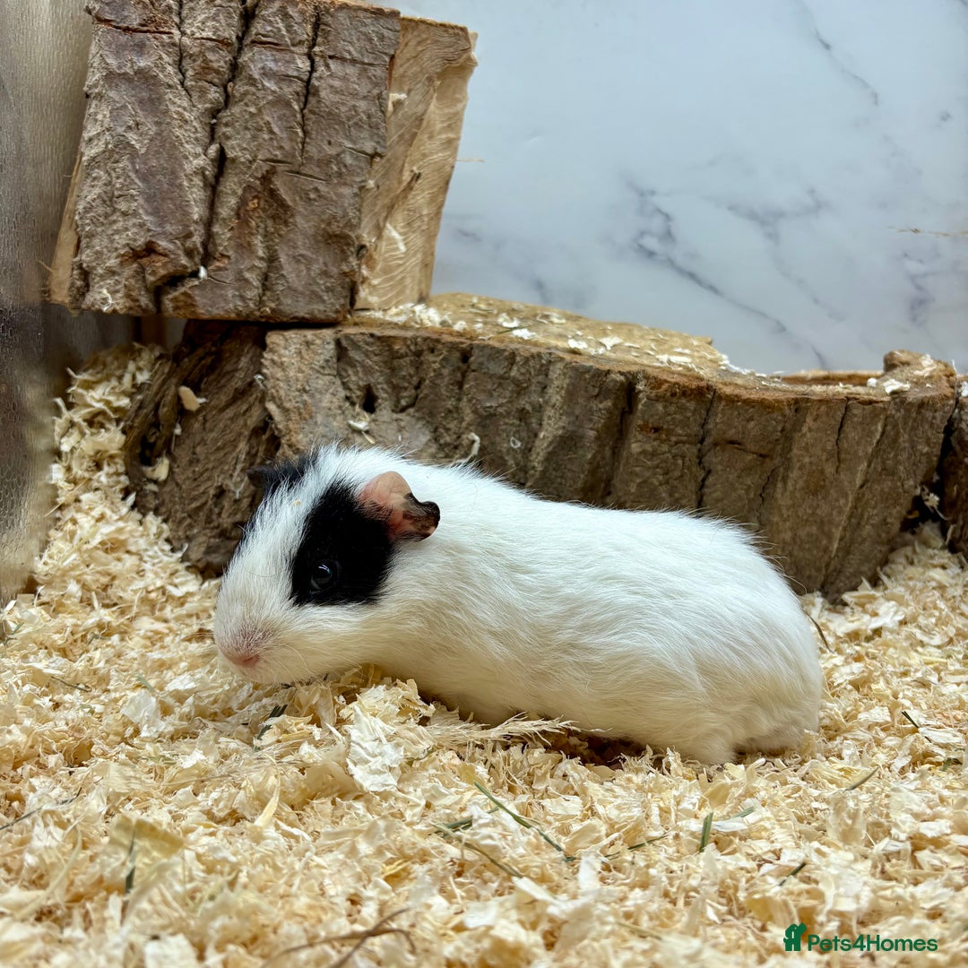 Guinea Pig rodents for sale: Lots of Baby Guinea Pigs for sale - Image 19