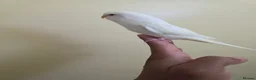 Budgerigars birds for sale: Hand tamed baby budgies for sale  - Advert 20