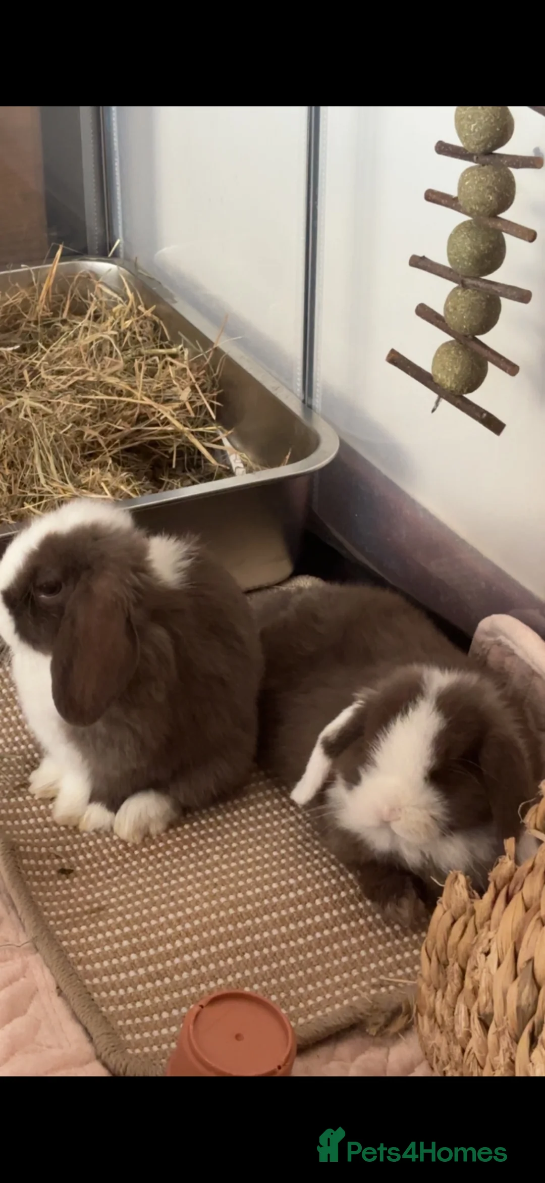 Mini Lop rabbits for sale: 2 Boy Rabbits  - Advert 4