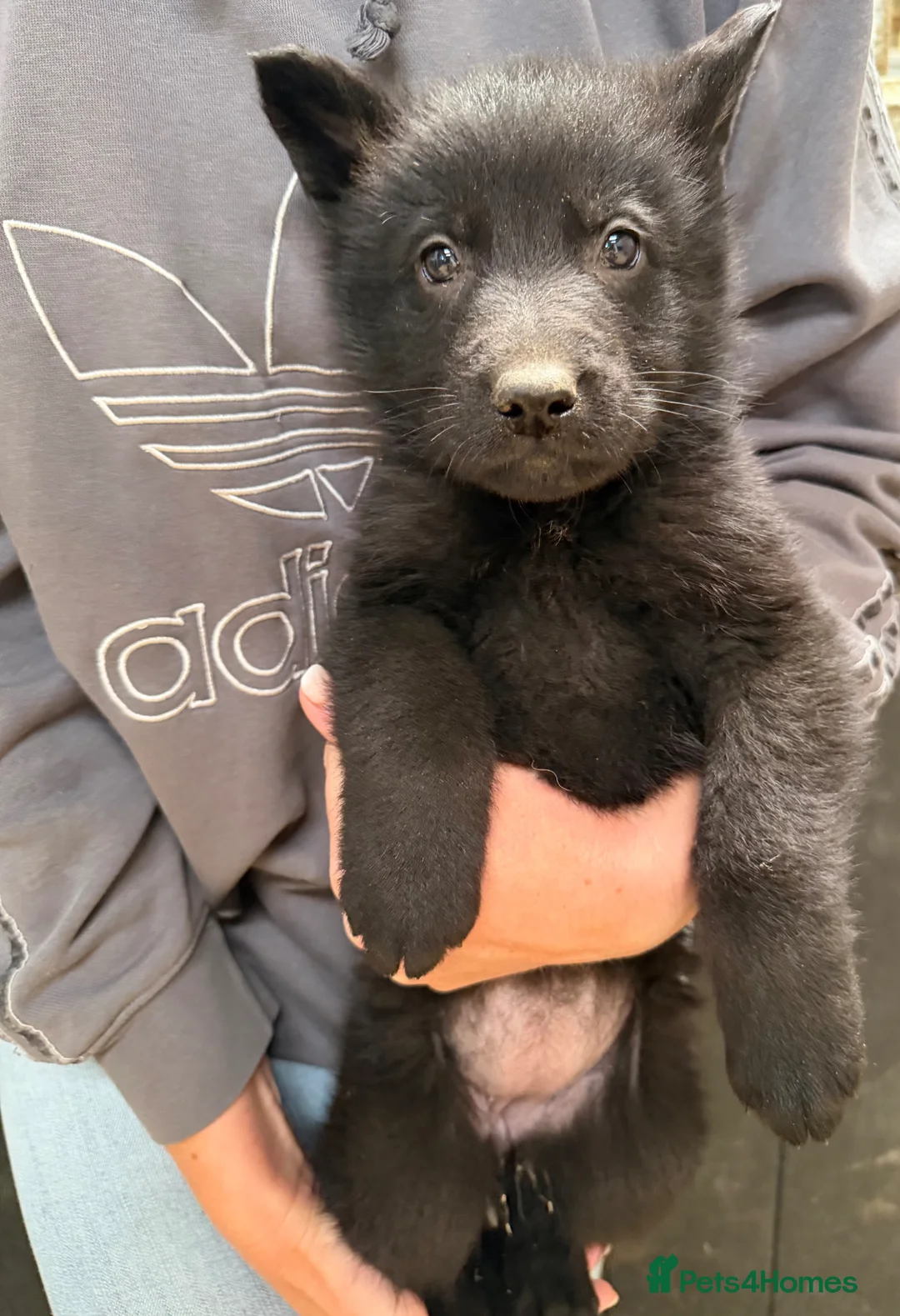 German Shepherd dogs for sale: Absolutely stunning Germans shepherd puppies  - Advert 2