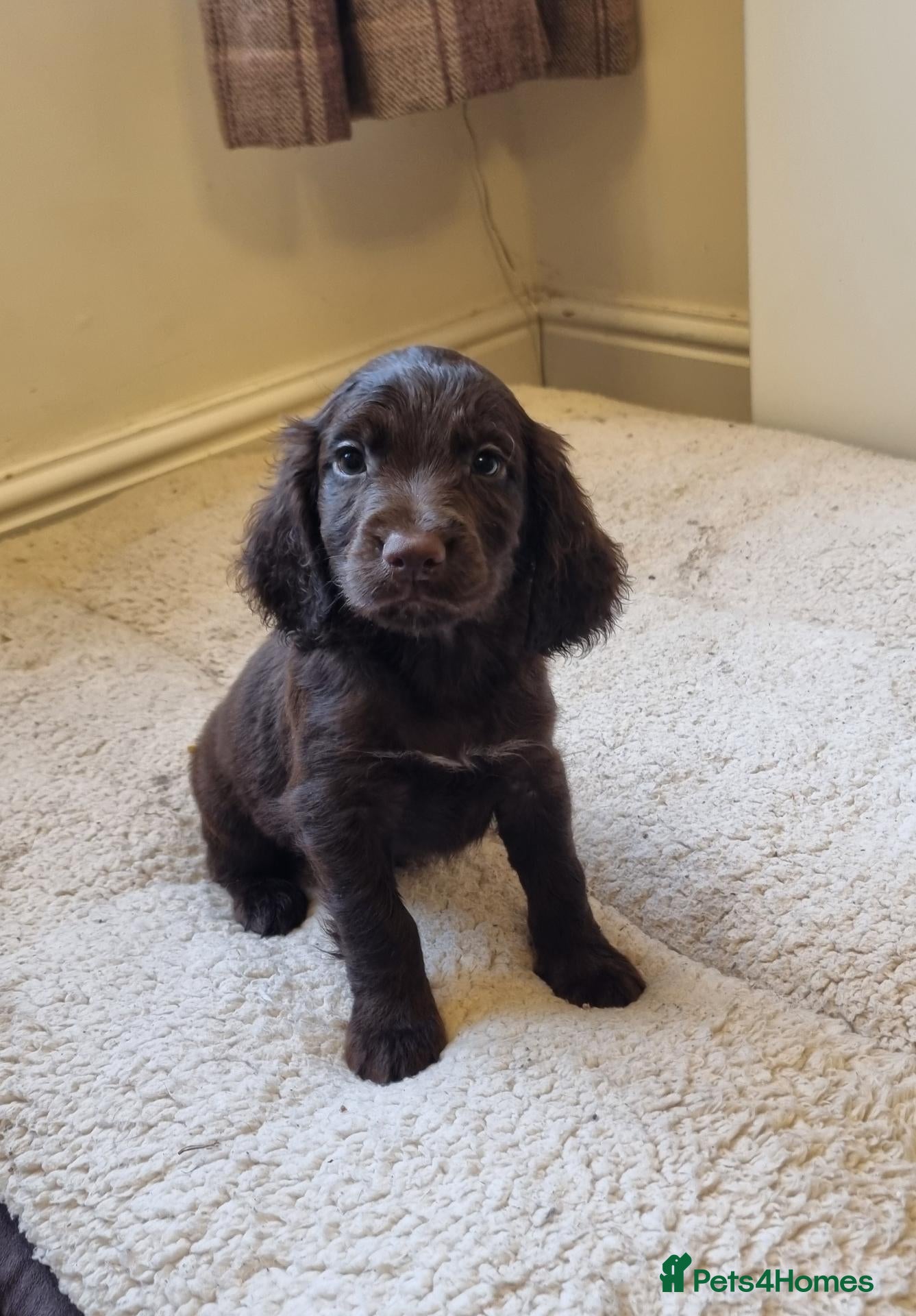 Cocker Spaniel dogs Fantastic Working Cockers  - Advert 2