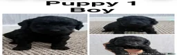 Cockapoo dogs for sale: Adorable Cockapoo Puppies - Advert 2