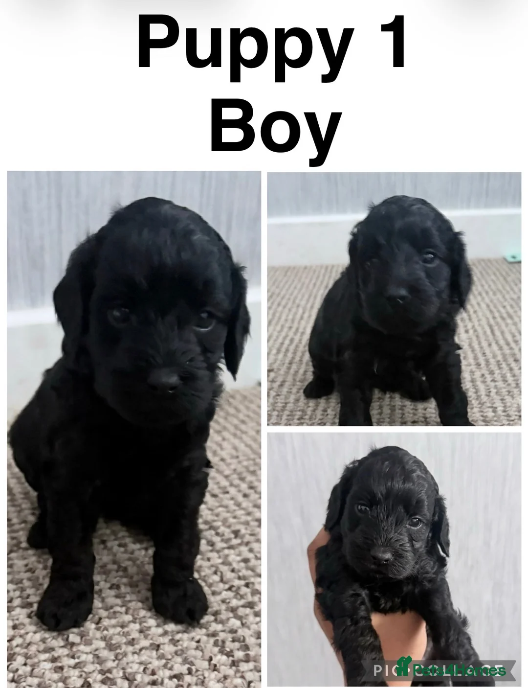 Cockapoo dogs for sale: Adorable Cockapoo Puppies - Advert 2