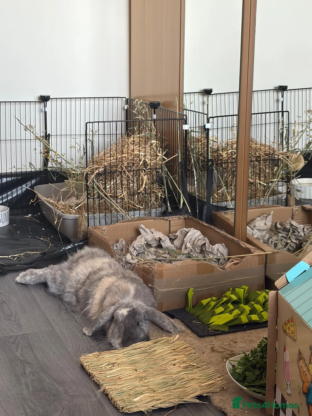 Mini Lop rabbits for sale: grey mini lop bunny  - Advert 2