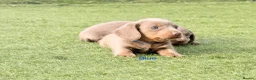 Miniature Dachshund dogs for sale: Beautiful miniature babies  - Advert 34