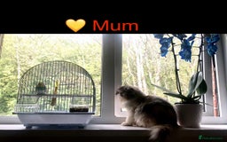 Persian cats for sale: 🐾 Adorable Persian Chinchilla “Doll Face” Kittens - Image 9