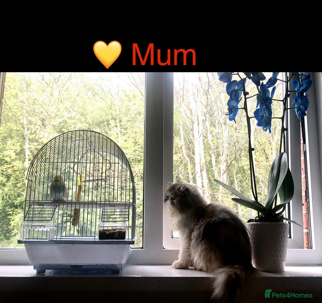 Persian cats for sale: 🐾 Adorable Persian Chinchilla “Doll Face” Kittens - Image 9