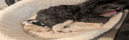 Shihpoo dogs for stud: Gorgeous shih-poo boy for stud in Hatfield - Advert 3