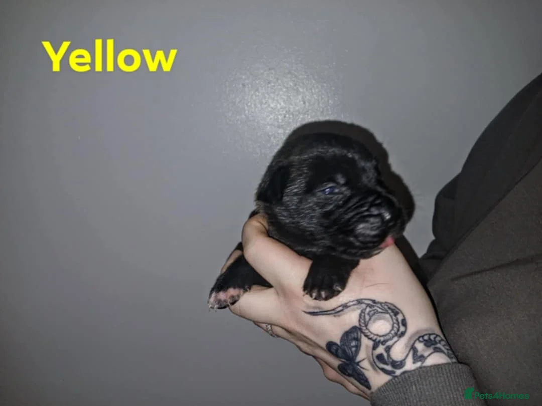 Mixed Breed dogs for sale: CANE CORSO X PRESA CANARIO PUPS £750 - Advert 18