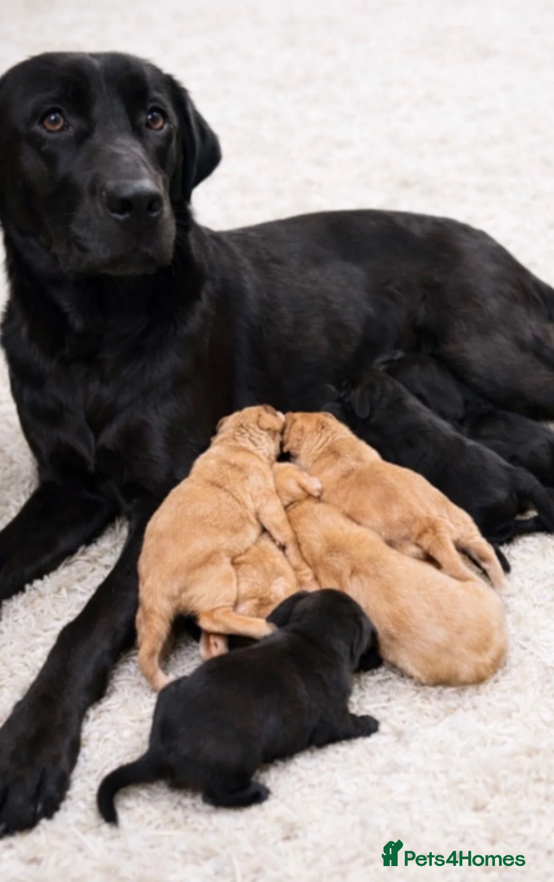 Labradoodle dogs for sale: Beautiful Champion Line F1 Labradoodle Puppies - Advert 6