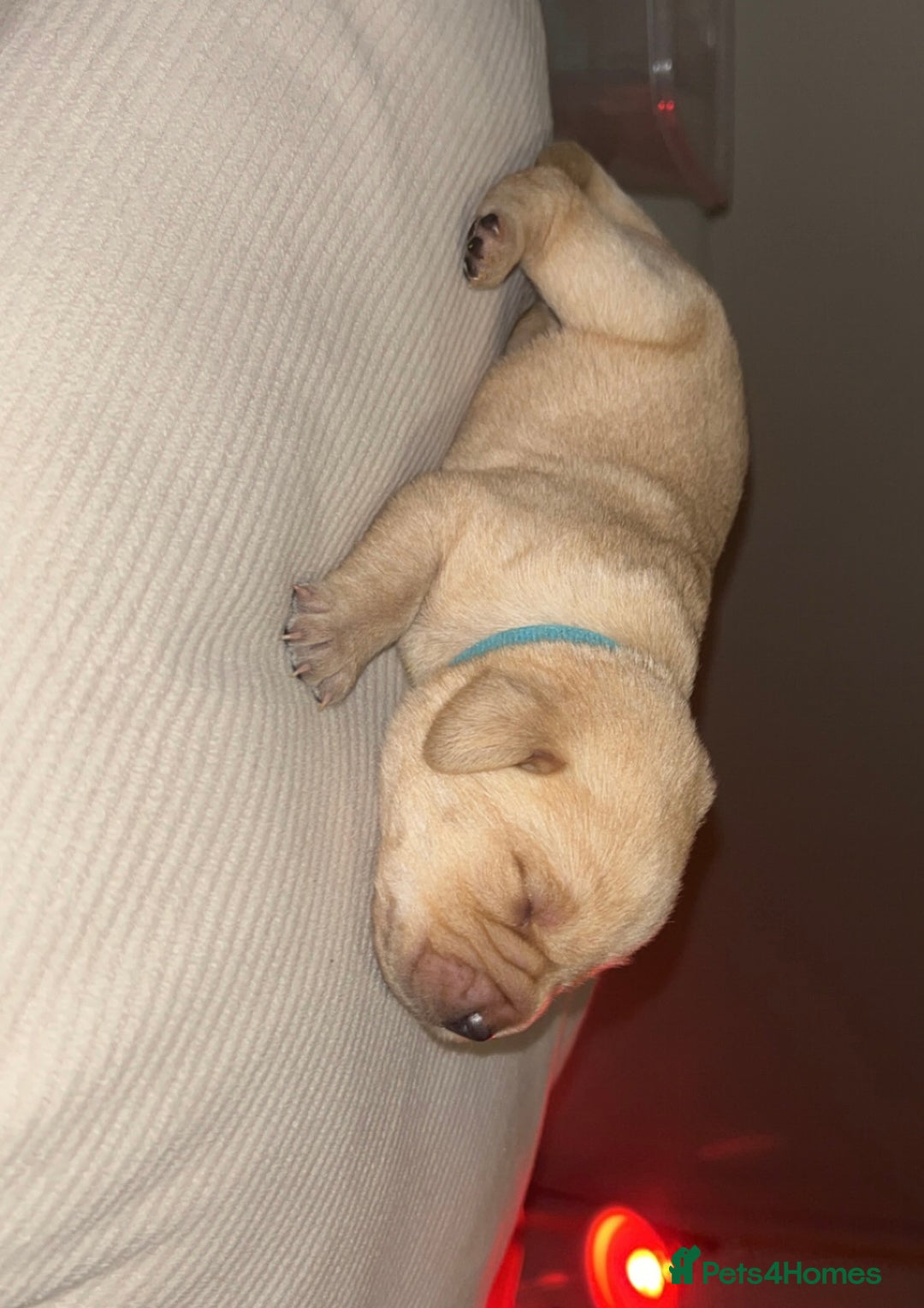 Labrador Retriever dogs for sale: Gorgeous Labrador puppies for sale  - Advert 12