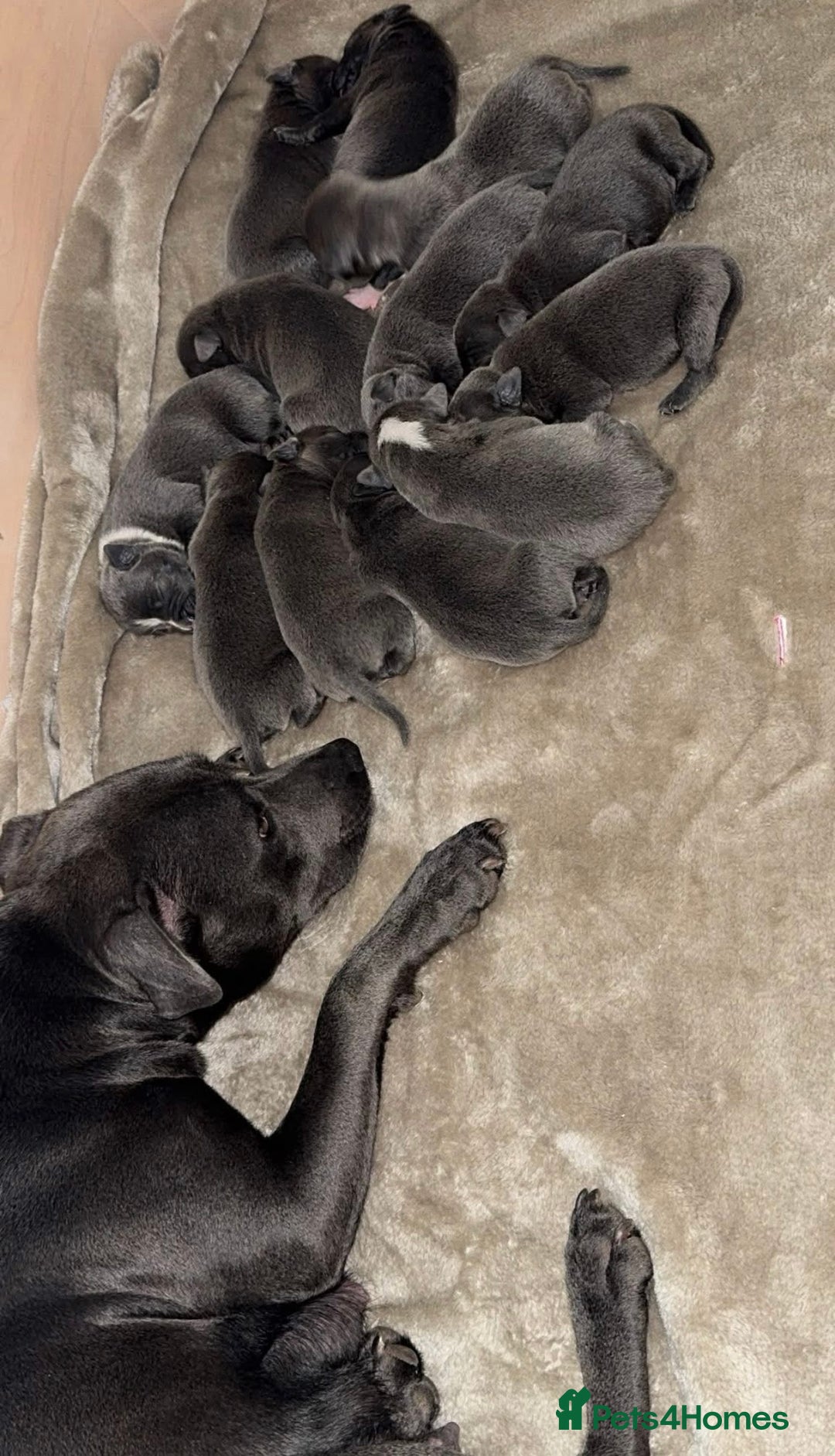 Staffordshire Bull Terrier dogs for sale: Blue staff puppies for sale  - Image 5