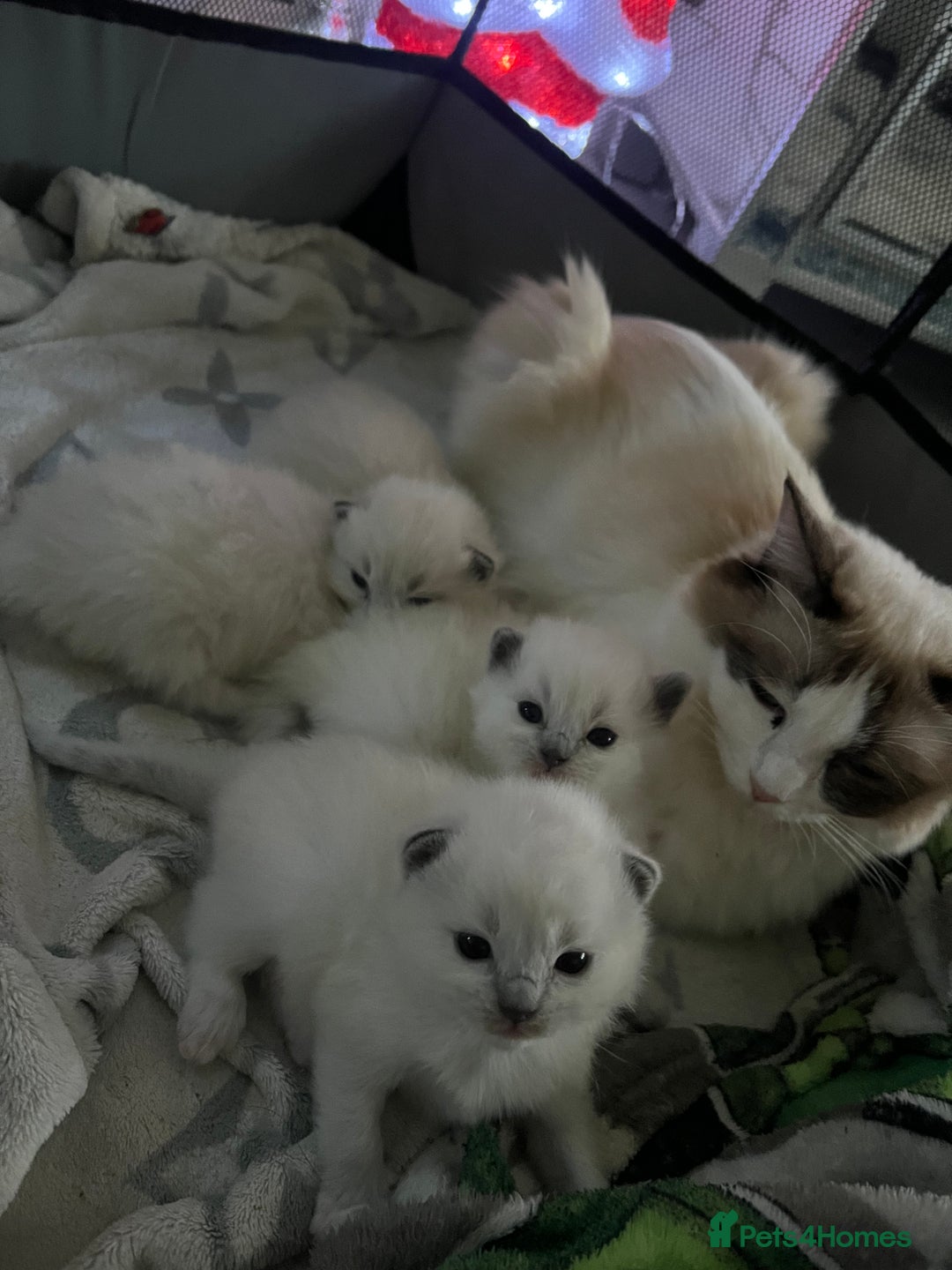 Ragdoll cats for sale: Purebred blue point ragdoll kittens  - Advert 15
