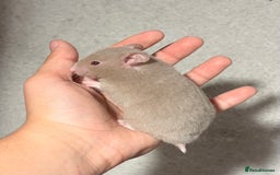 Hamster rodents for sale: BABY TAME PEDIGREE SYRIAN HAMSTER PUPS - Image 6