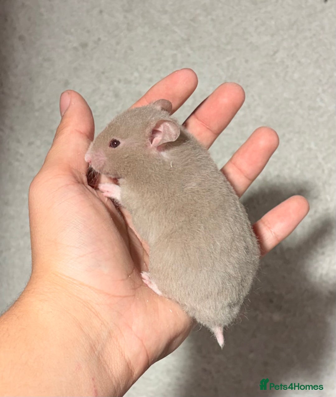 Hamster rodents for sale: BABY TAME PEDIGREE SYRIAN HAMSTER PUPS - Image 6