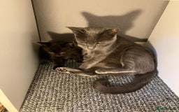 Mixed Breed cats for sale: Beautiful dark chocolate female kitten - Image 1