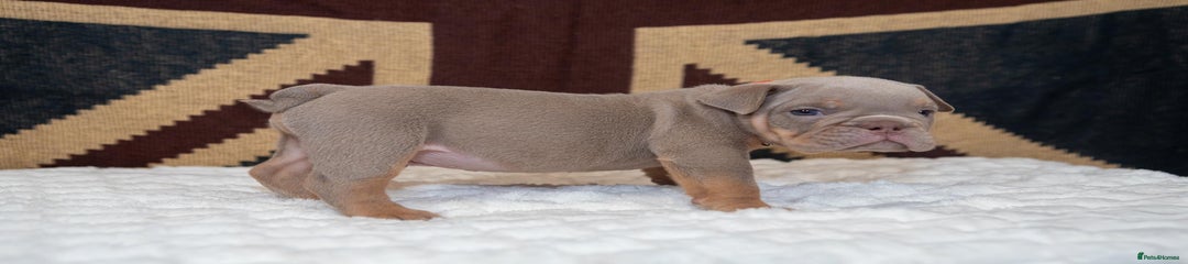 English Bulldog Puppy 1