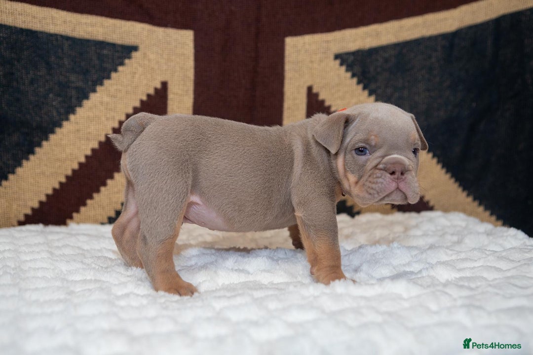 English Bulldog dogs for sale: For sale: 7 English Bulldog Puppies - Image 19