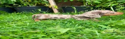 Miniature Dachshund dogs for sale: 🐾 Beautiful Miniature Dachshund Puppies 🐾 - Advert 8