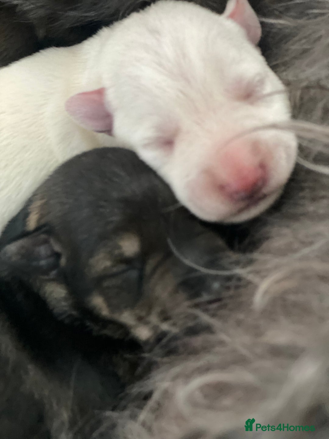 Miniature Schnauzer dogs for sale: 5*KC MINIATURE SCHNAUZER PUPPIES  - Advert 7