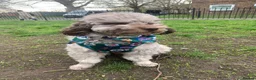 Cockapoo dogs for sale: Male cocapoo house trained  - Advert 5