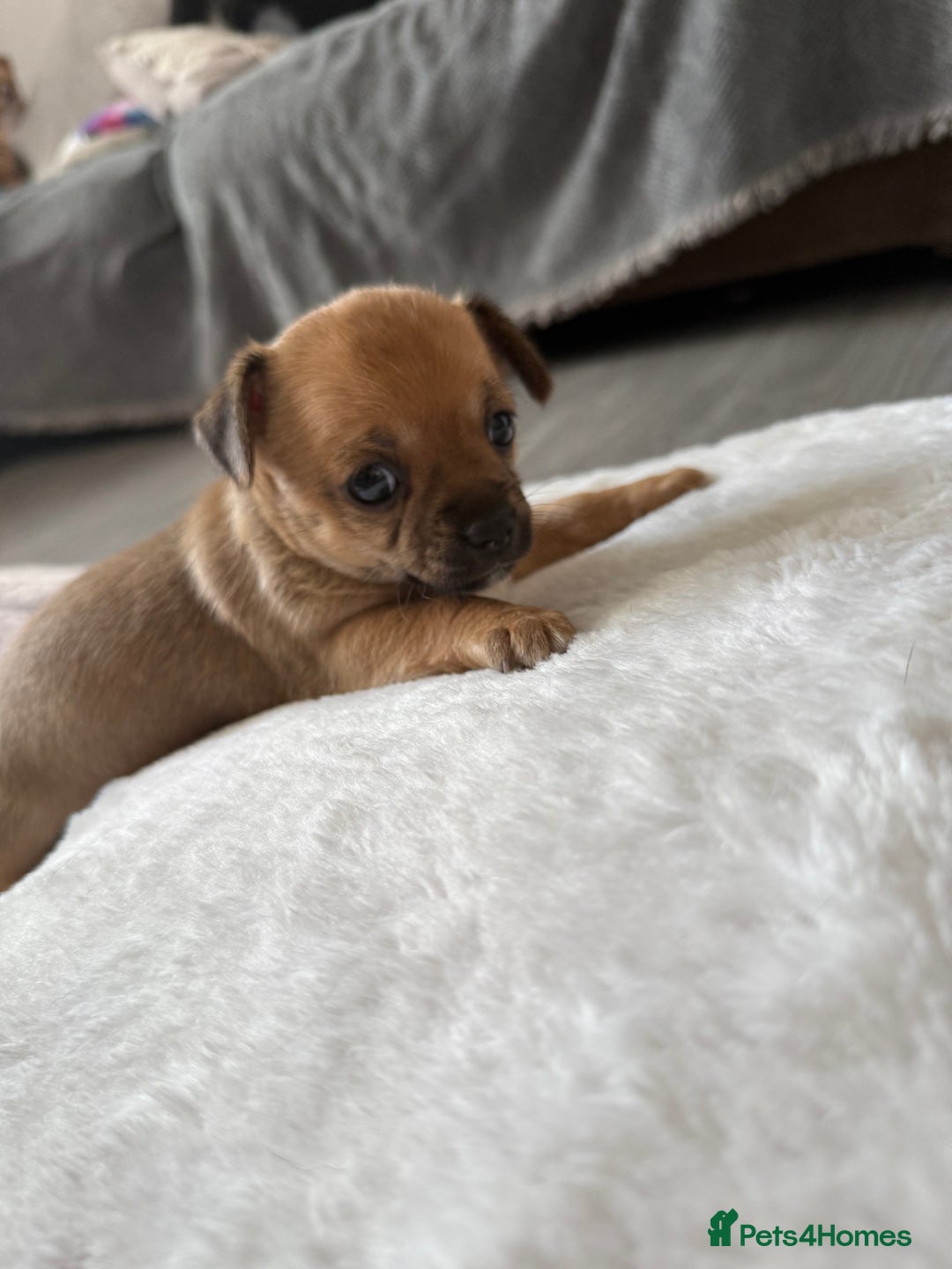 Chihuahua dogs for sale: Stunning Little Short Coat Chihuahuas - Last 2 - Image 22