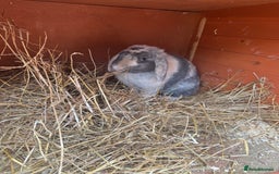 Mixed Breed rabbits for sale: Rabbit rescue  in Diss - Image 7