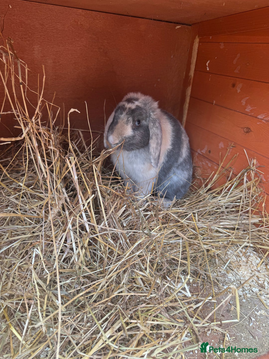 Mixed Breed rabbits for sale: Rabbit rescue  in Diss - Image 7
