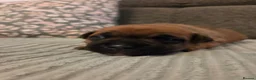 Staffordshire Bull Terrier dogs for sale: Staffordshire bull terier red puppies  - Advert 15