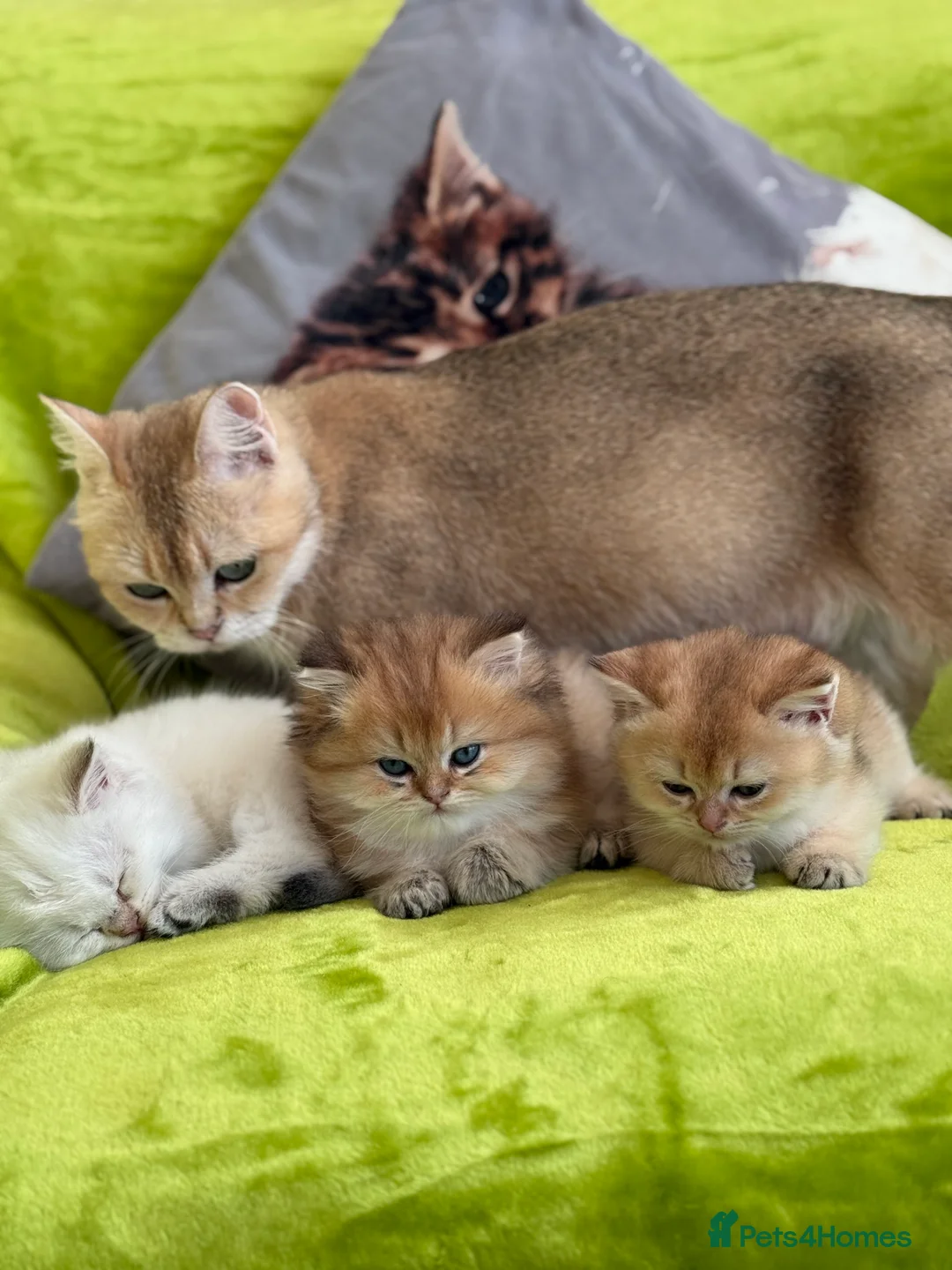 British Shorthair cats for sale: Pure bread British Shorthair  - Advert 1