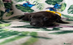 Mixed Breed dogs for sale: Beautiful Daffys - staffy cross dachshund  - Image 4