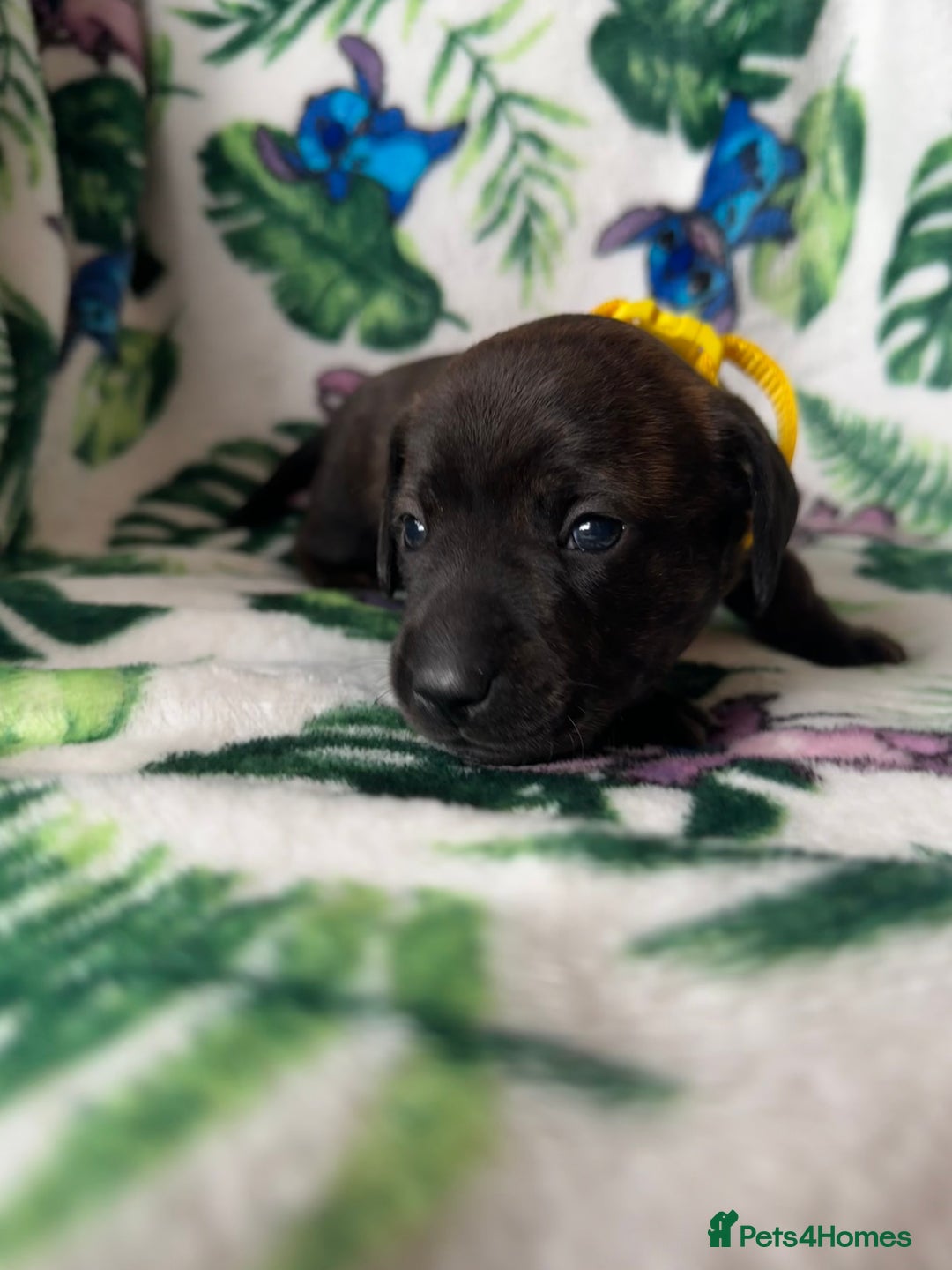Mixed Breed dogs for sale: Beautiful Daffys - staffy cross dachshund  - Image 4