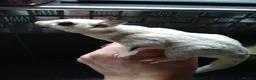 Sugar Glider rodents for sale: Stunning white mosaic male  - Advert 8