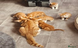 Mixed Breed cats for sale: Kitties for sale  - Image 4
