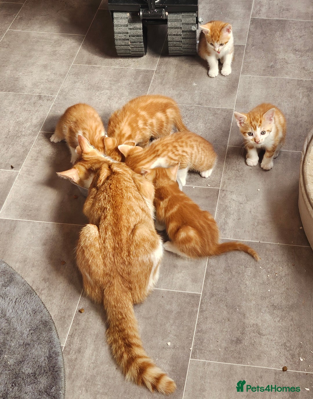 Mixed Breed cats for sale: Kitties for sale  - Image 4
