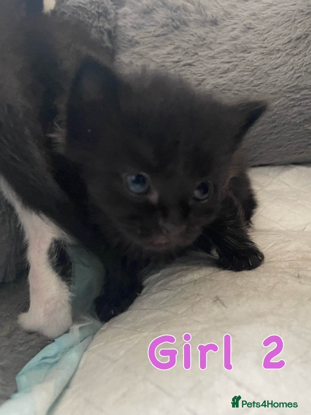 Mixed Breed cats for sale: 4 Beautiful Kitten - Advert 3