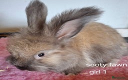 Angora rabbits for sale: Baby Angoras ready to reserve  - Image 2