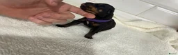 Rottweiler dogs for sale: Big chunky Rottweiler puppies  - Advert 4
