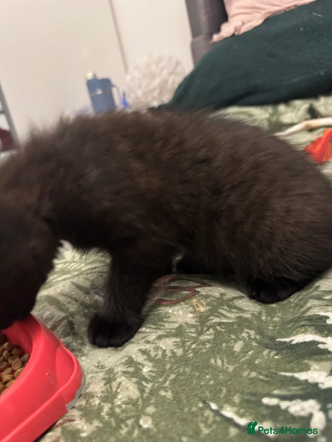 Mixed Breed cats for sale: Half mainecoon half moggy girl in Ivybridge - Advert 4