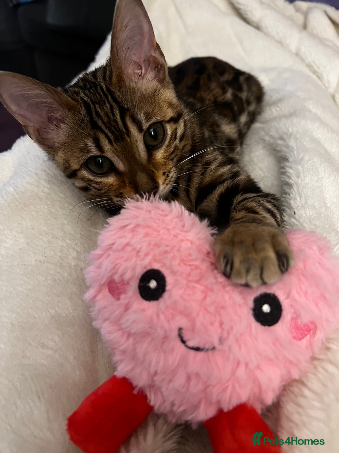 Bengal cats for sale: 1 year old female Bengal - Advert 9