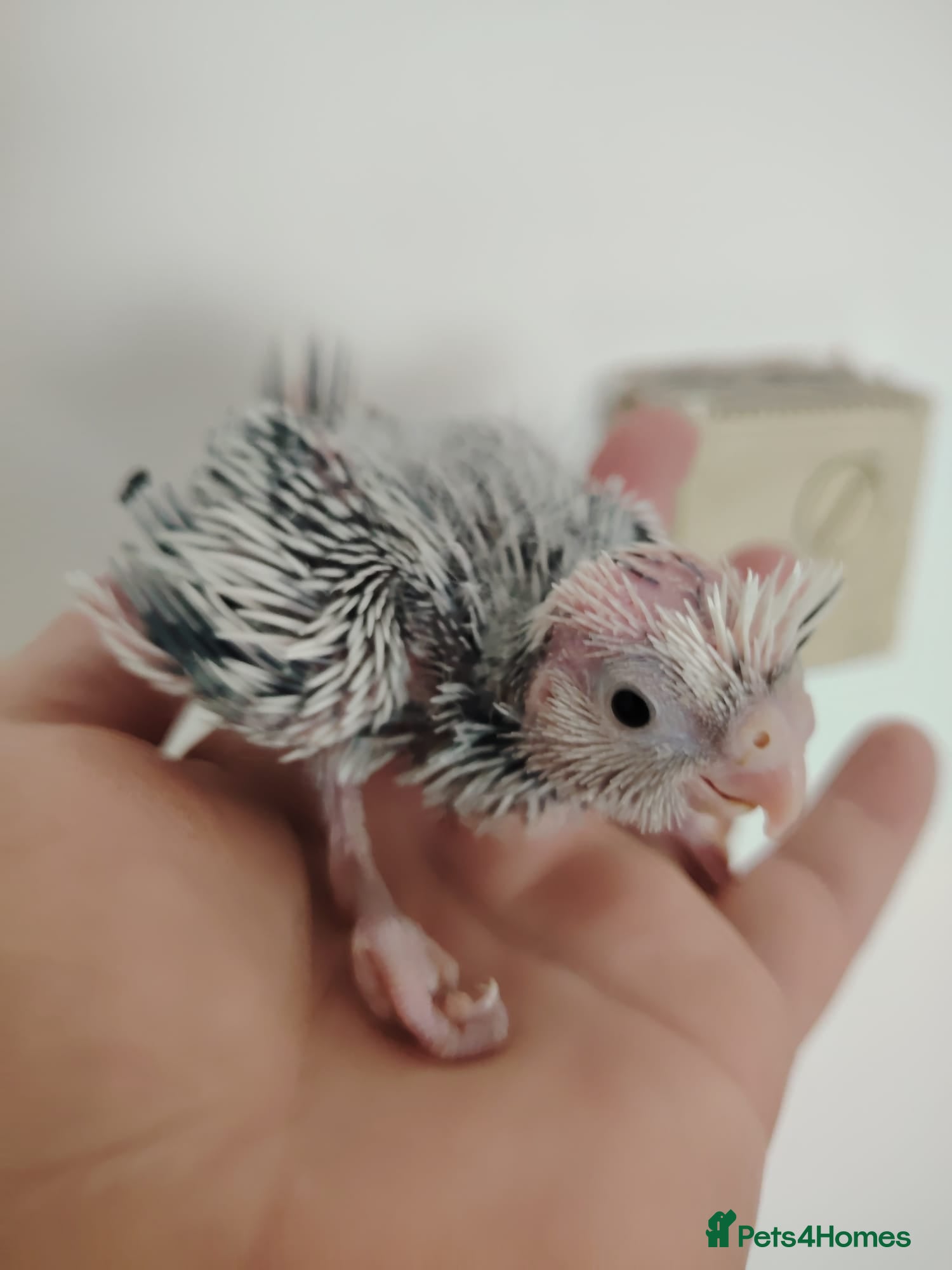 Cockatiels birds Hand reared and tame baby cockatiels - Advert 9
