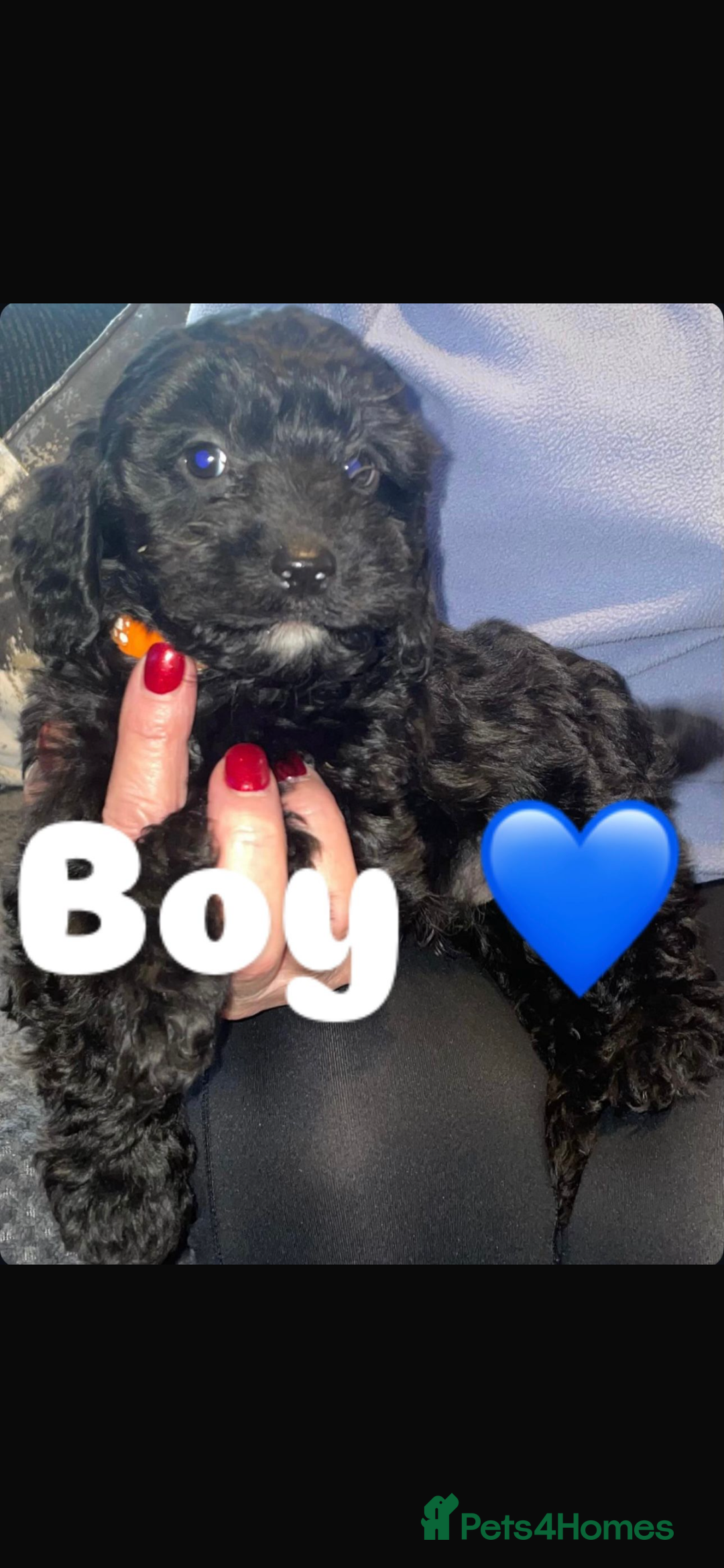 Cockapoo dogs for sale: 3 remaining Adorable cockapoo puppies  - Advert 3