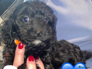 Cockapoo dogs 3 remaining Adorable cockapoo puppies - Advert 10