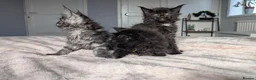 Maine Coon cats for sale: Black&Black Smoke Tica registered  - Advert 9