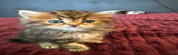 Persian cats for sale: Gorgeous Persian kittens 😍 - Advert 5