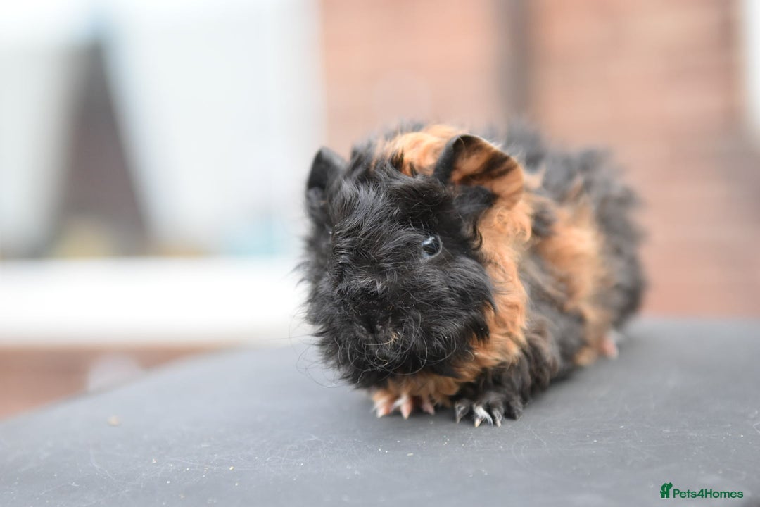 Guinea Pig rodents for sale: Baby Guinea Pigs Looking For New Home (All Males) - Advert 14