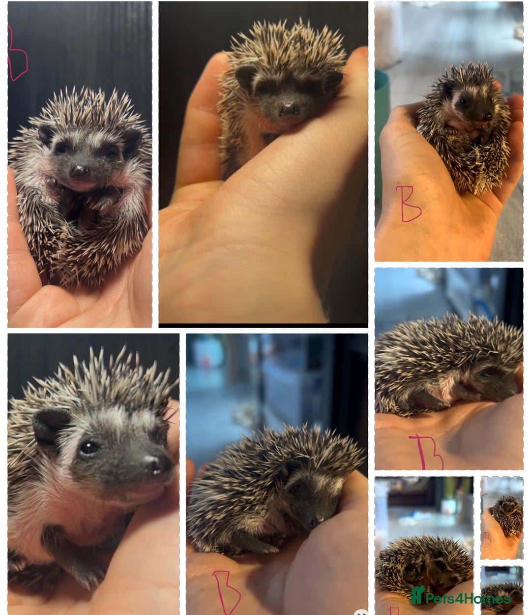 Pygmy Hedgehog rodents for sale: Gorgeous African Pygmy hoglets  - Advert 3